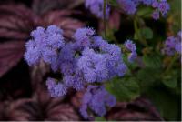 Ageratum 'Dondoschnittperle' (4822_0.jpg)