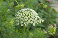 Ammi visnaga 'Green Mist' (4827_0.jpg)