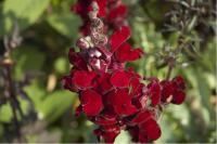 Antirrhinum majus 'Black Prince' (4832_0.jpg)