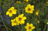 Bidens ferulifolia (4843_0.jpg)