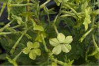 Nicotiana 'Lime Green' (4972_0.jpg)