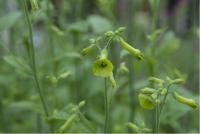 Nicotiana langsdorffii (4977_0.jpg)