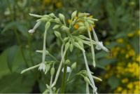 Nicotiana sylvestris (4978_0.jpg)