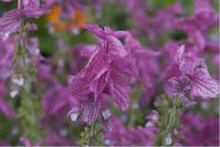 Salvia viridis 'Pink Gem' (5021_0.jpg)