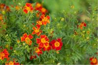 Tagetes tenuifolia 'Paprika Gem' (5036_0.jpg)