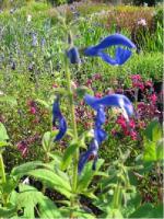 Salvia patens 'Patio Dark Blue' (5098_0.jpg)