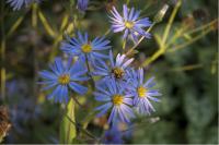 Aster macrophyllus 'Twilight' (5153_0.jpg)