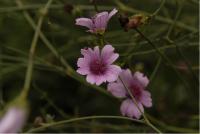 Althaea cannabina (5168_0.jpg)