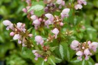 Lamium maculatum 'Shell Pink' (517_0.jpg)