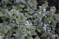 Lamium maculatum 'White Nancy' (518_0.jpg)