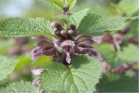 Lamium orvala (519_0.jpg)