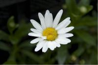 Leucanthemum 'Becky' (5231_0.jpg)