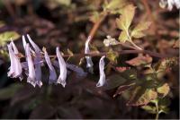 Corydalis quantmeyerana 'Chocolate Star' (5239_0.jpg)