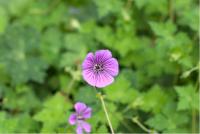 Geranium 'Pink Penny' (5241_0.jpg)