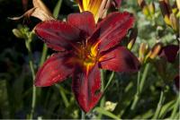 Hemerocallis 'Berlin Red' Hemerocallis 'Berlin Red' (5260_0.jpg)