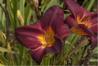 Hemerocallis 'Segramoor' (5261_0.jpg)