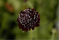 Scabiosa atropurpurea 'Black Knight' (5343_0.jpg)