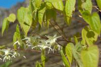 Epimedium grandiflorum var. cremeum (5374_0.jpg)