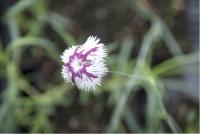 Dianthus 'Tatra Fragrance' (5379_0.jpg)