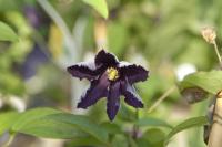 Clematis 'Trikatrei' (5401_0.jpg)