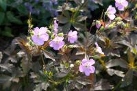 Geranium maculatum 'Elisabeth Ann' Geranium maculatum 'Elisabeth Ann' (5454_0.jpg)