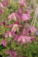 Clematis 'Janny' (5525_0.jpg)