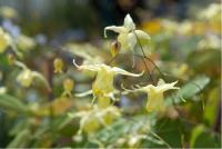 Epimedium 'Flowers of Sulphur' (5546_0.jpg)