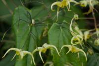 Epimedium wushanense (5552_0.jpg)