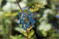 Corydalis 'Craigton Blue' Corydalis 'Craigton Blue' (5573_0.jpg)