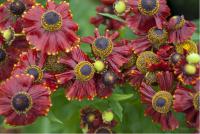 Helenium 'Red Jewel' (5584_0.jpg)