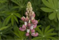 Lupinus 'The Chatelaine' (562_0.jpg)