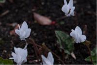 Cyclamen hederifolium 'Album' (5649_0.jpg)