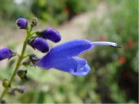 Salvia cacaliifolia (5667_0.jpg)