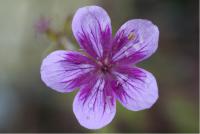 Geranium soboliferum 'Starman' (5789_0.jpg)