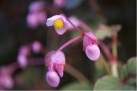 Begonia grandis 'Sapporo' (5792_0.jpg)