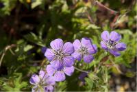 Geranium 'Sweet Heidy' (5852_0.jpg)