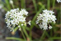 Allium tuberosum (5868_0.jpg)