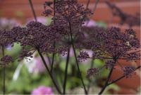 Angelica sylvestris 'Vicar's Mead' (5870_0.jpg)