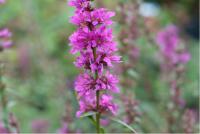 Lythrum salicaria 'Zigeunerblut' Lythrum salicaria 'Zigeunerblut' (5929_0.jpg)
