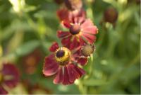 Helenium 'Potter's Wheel' (5978_0.jpg)