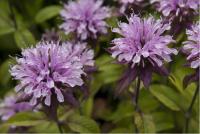 Monarda 'Beauty of Cobham' (599_0.jpg)