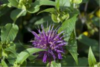 Monarda 'Blaustrumpf' (600_0.jpg)