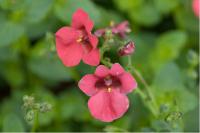 Diascia 'Deep Red' (6012_0.jpg)