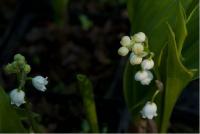 Convallaria majalis 'Hardwick Hall' (6025_0.jpg)