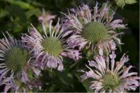 Monarda 'Fishes' (602_0.jpg)