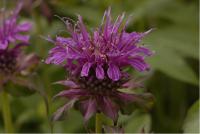 Monarda 'Scorpion' (604_0.jpg)