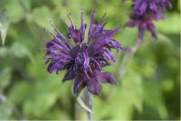 Monarda 'Violacea' (608_0.jpg)