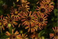 Helenium 'Loysder Wieck' (6132_0.jpg)