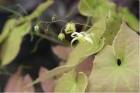 Epimedium franchetii 'Brimstone Butterfly' (6301_0.jpg)