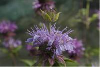 Monarda 'Remie' (6335_0.jpg)